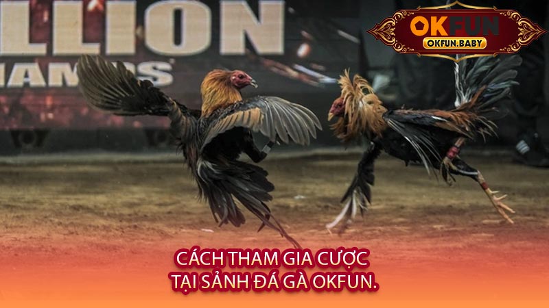 Cách Tham Gia Cược Tại Sảnh Đá Gà OKFUN.